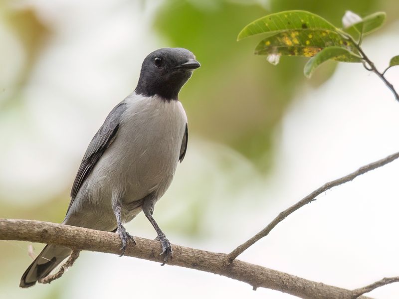 Madagascar Cuckooshrike