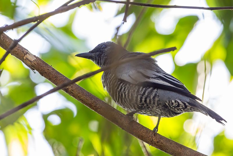 Pale-shouldered Cicadabird (f)