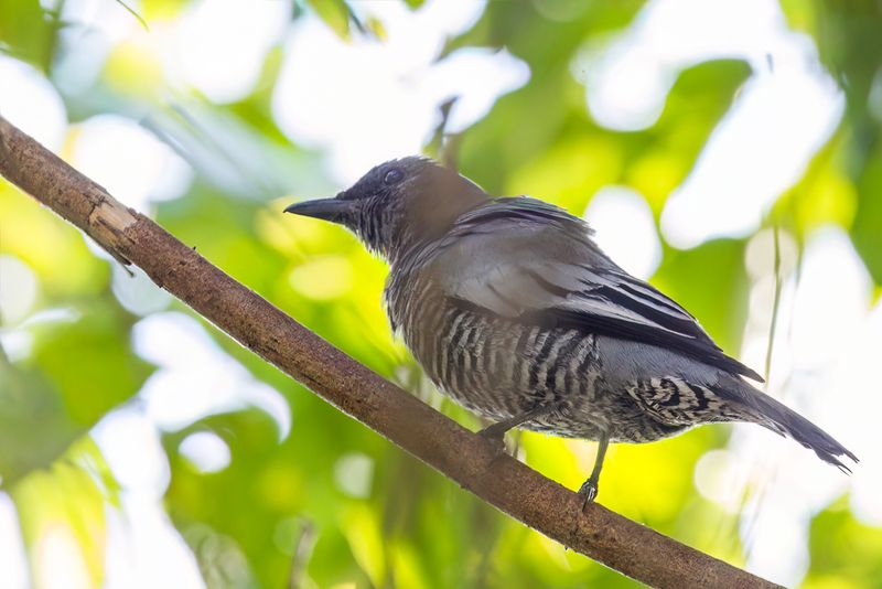 Pale-shouldered Cicadabird (f)