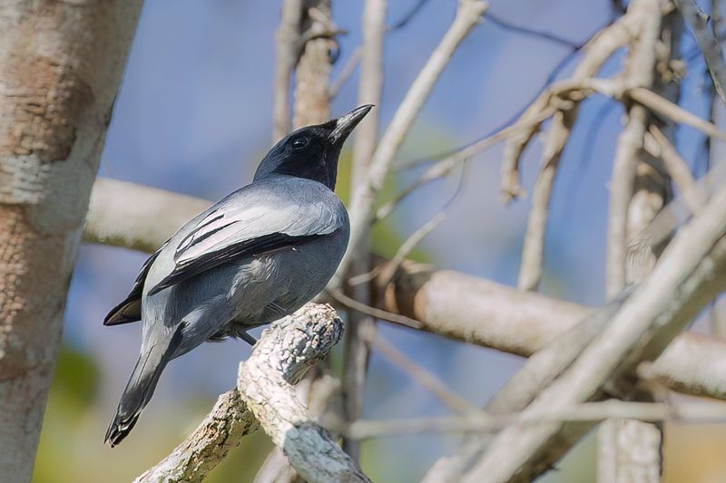 Pale-shouldered Cicadabird (m)