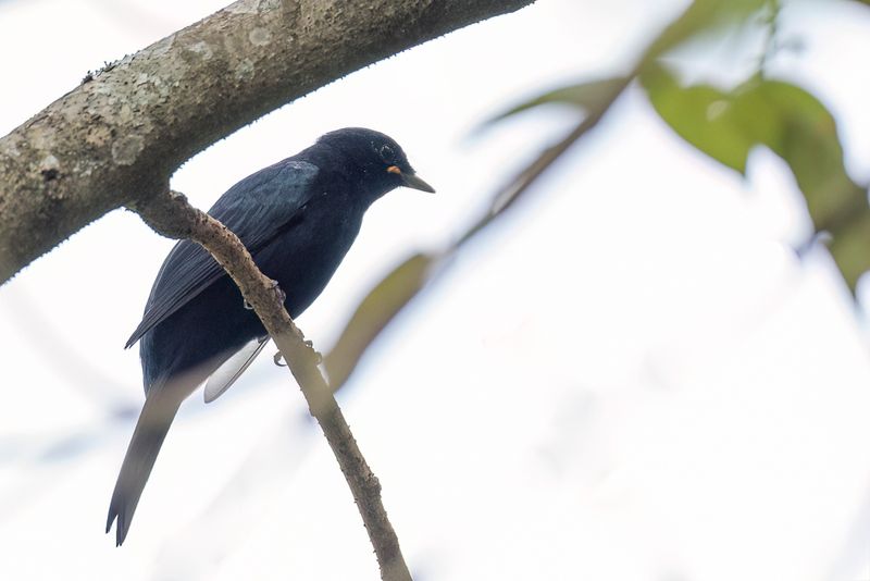 Petit's Cuckooshrike