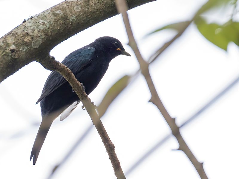 Petit's Cuckooshrike