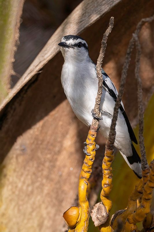 Pied Triller (m)