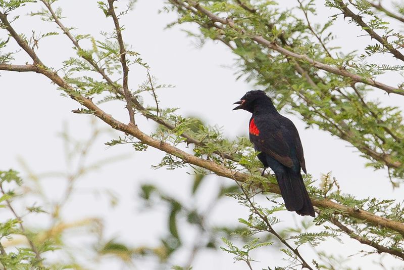 Red-shouldered Cuckooshrike
