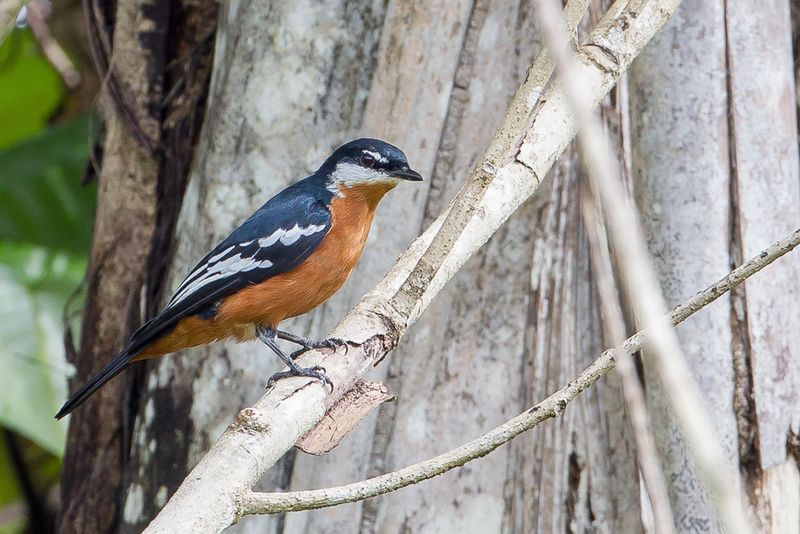 Rufous-bellied Triller (m)