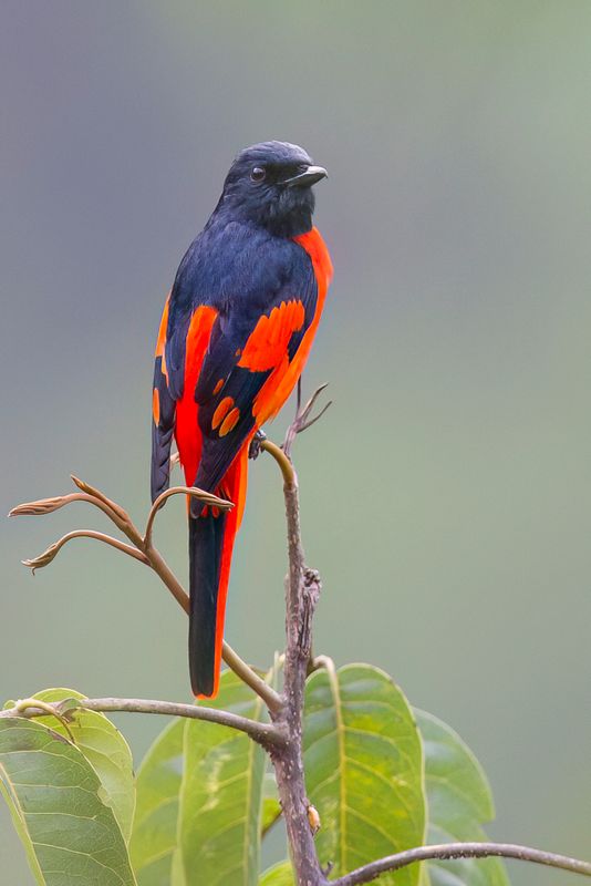 Scarlet Minivet (m)