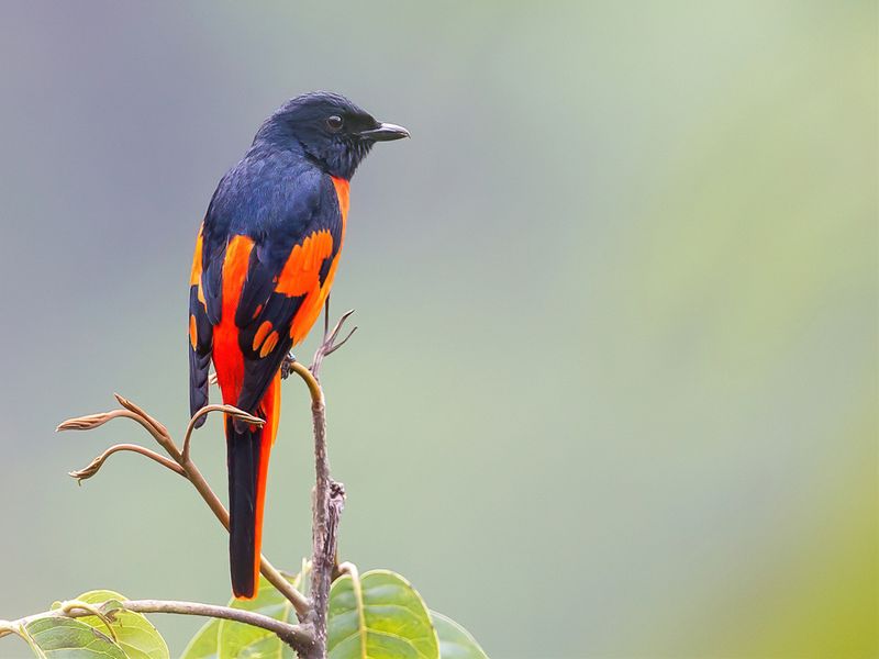 Scarlet Minivet (m)