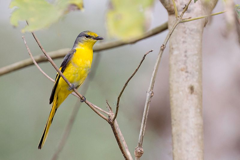 Short-billed Minivet (f)