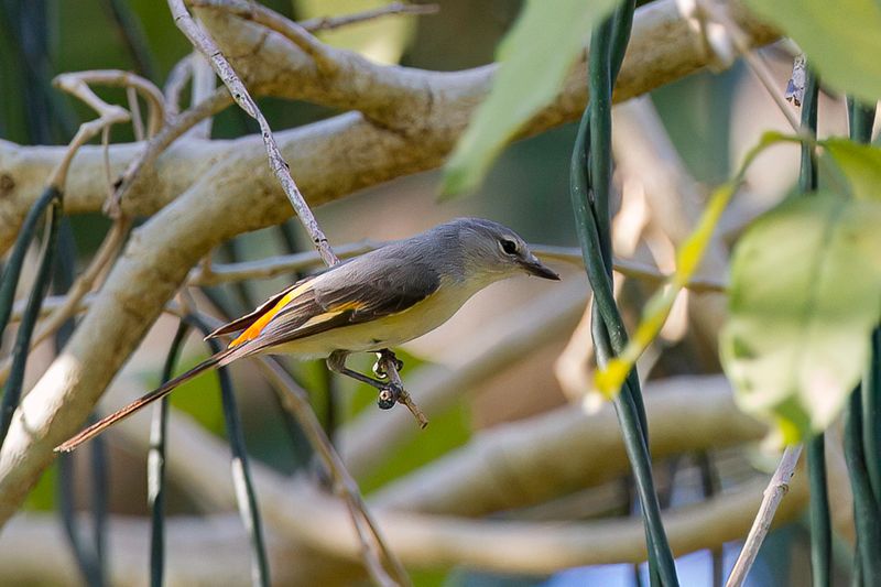 Small Minivet (f)