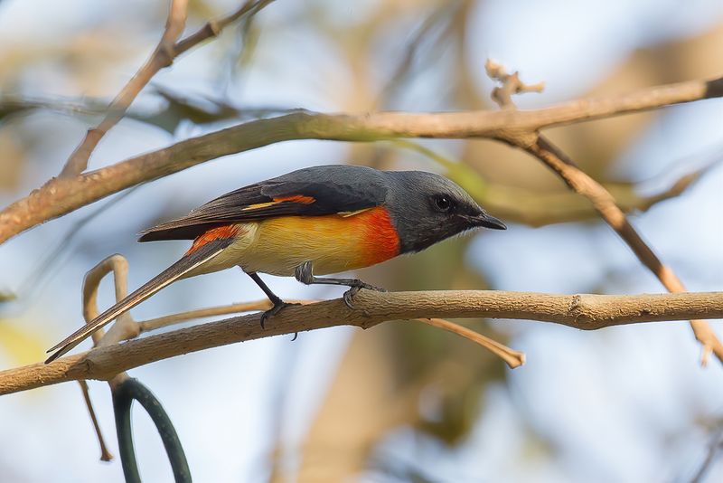 Small Minivet (m)