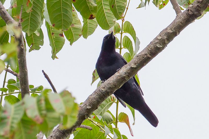 Sulawesi Cicadabird