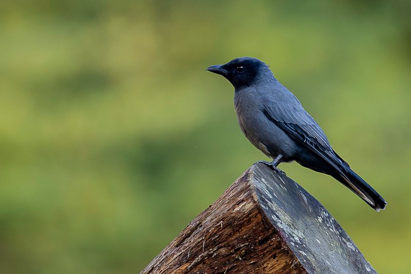 Sunda Cuckooshrike