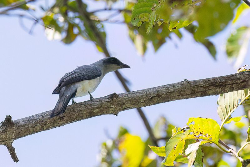 Wallacean Cuckooshrike (m)