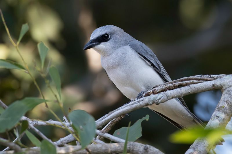 White-bellied Cuckooshrike