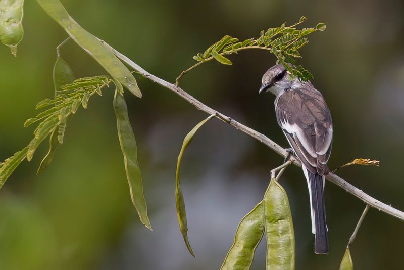White-bellied Minivet