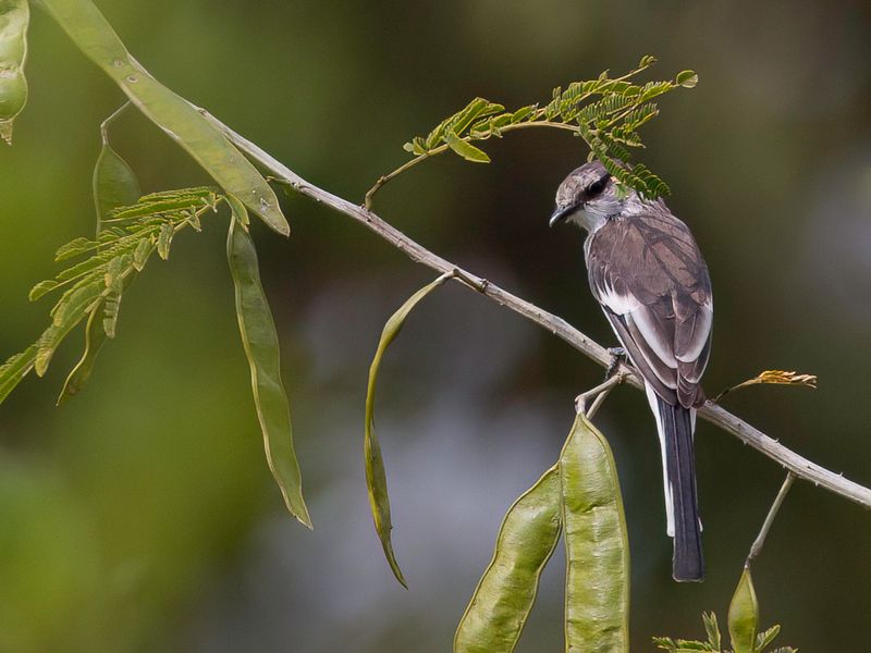 White-bellied Minivet