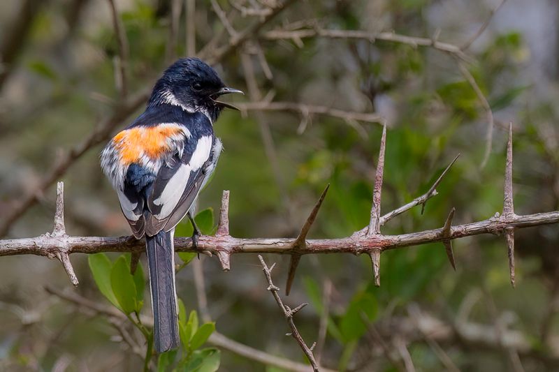 White-bellied Minivet