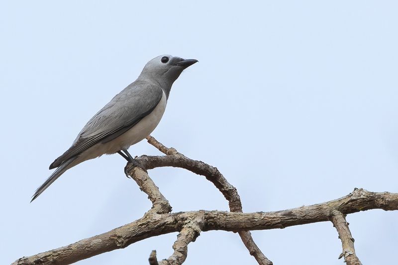 White-breasted Cuckooshrike