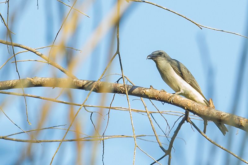 White-rumped Cuckooshrike