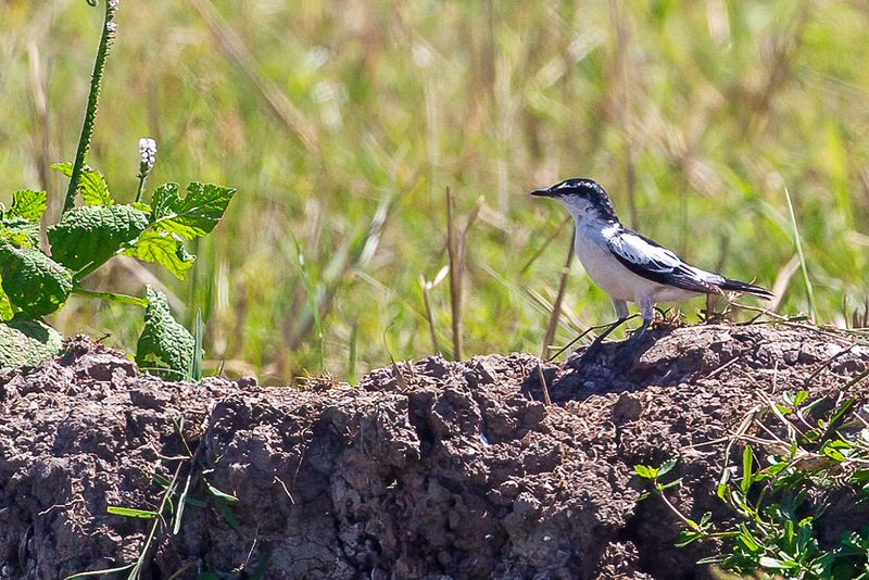 White-shouldered Triller