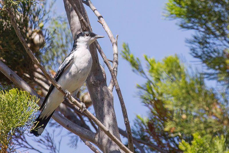 White-winged Triller