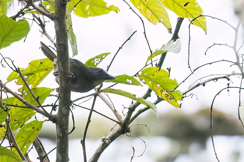 152 Oreoicidae - Australasian Bellbirds