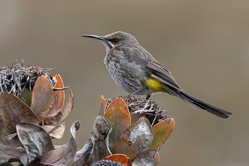 Cape Sugarbird