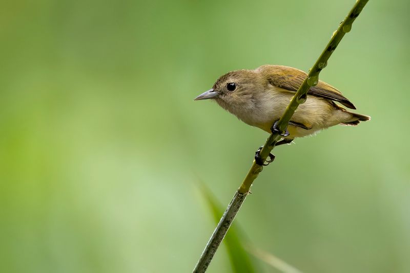 Andaman Flowerpecker