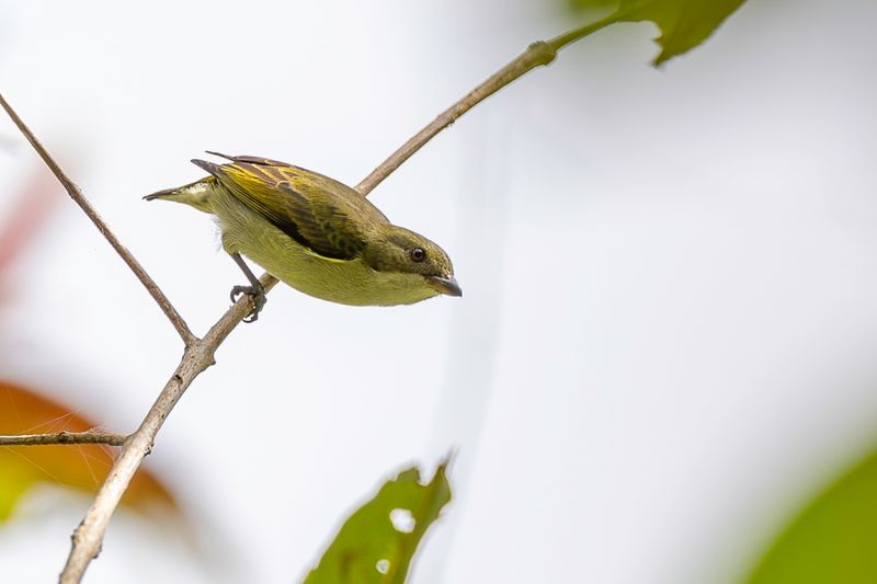 Bicolored Flowerpecker (f)