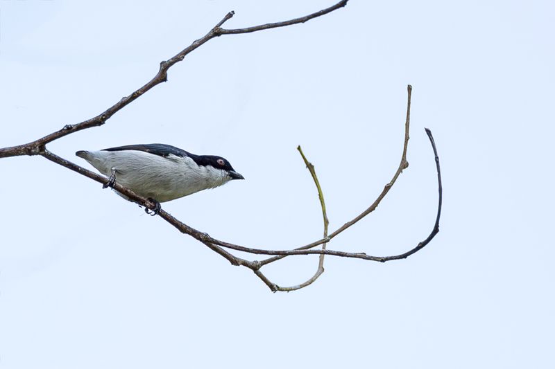 Bicolored Flowerpecker (m)