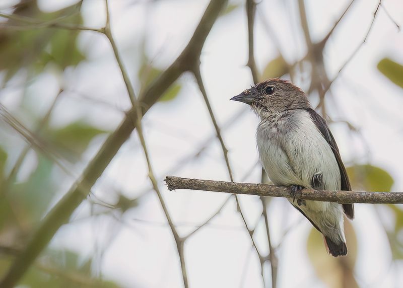 Black-fronted Flowerpecker (f)