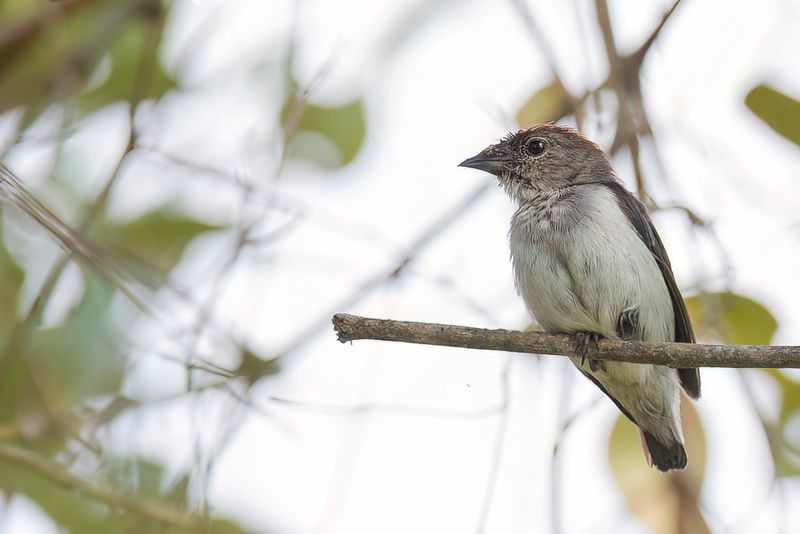 Black-fronted Flowerpecker (f)