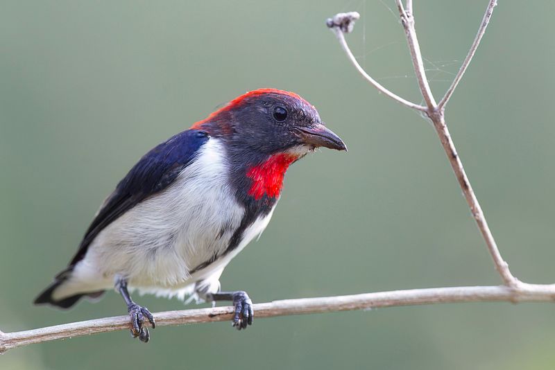 Black-fronted Flowerpecker (m)