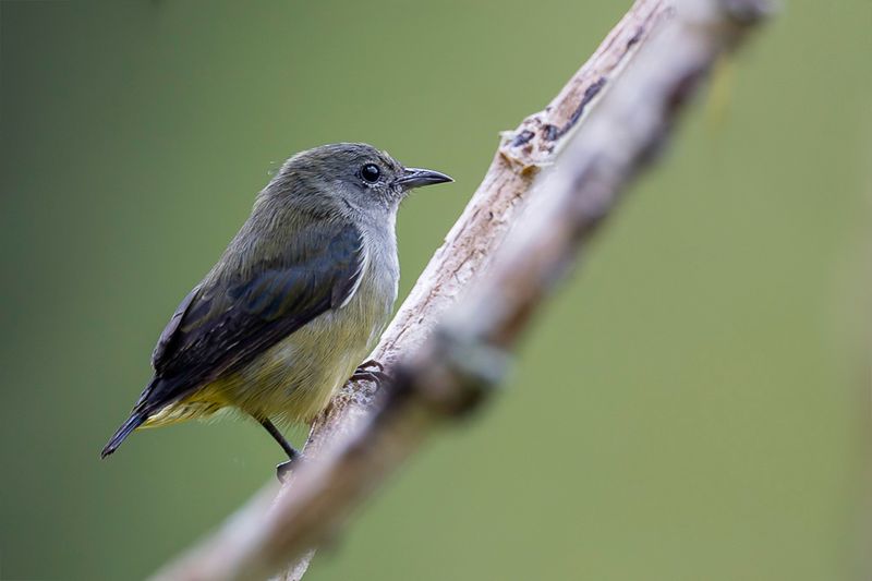 Black-sided Flowerpecker (f)