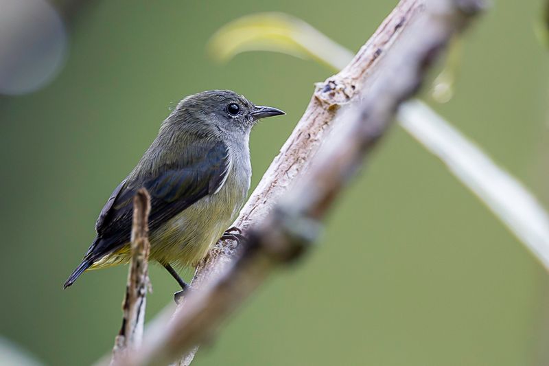 Black-sided Flowerpecker (f)