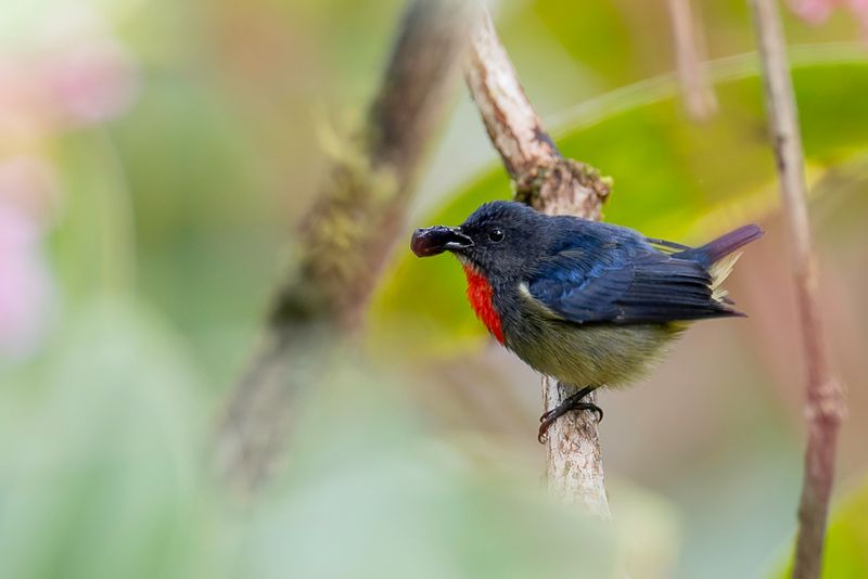 Black-sided Flowerpecker (m)
