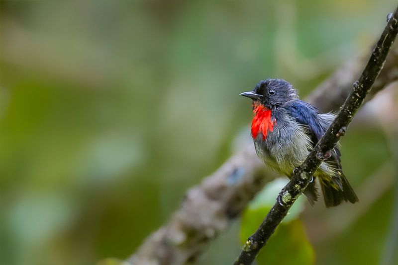 Black-sided Flowerpecker (m)
