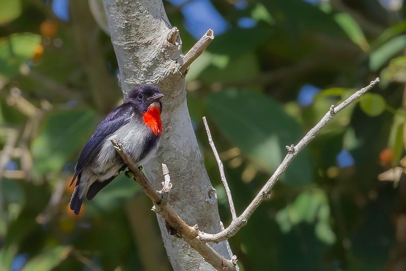 Sumba Flowerpecker