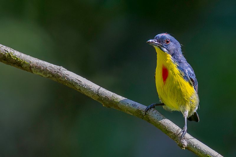 Crimson-breasted Flowerpecker (m)