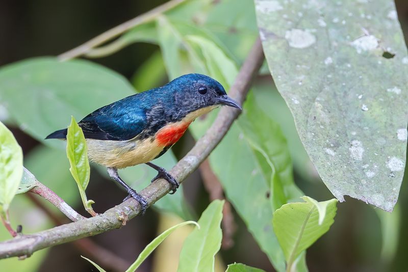 Fire-breasted Flowerpecker
