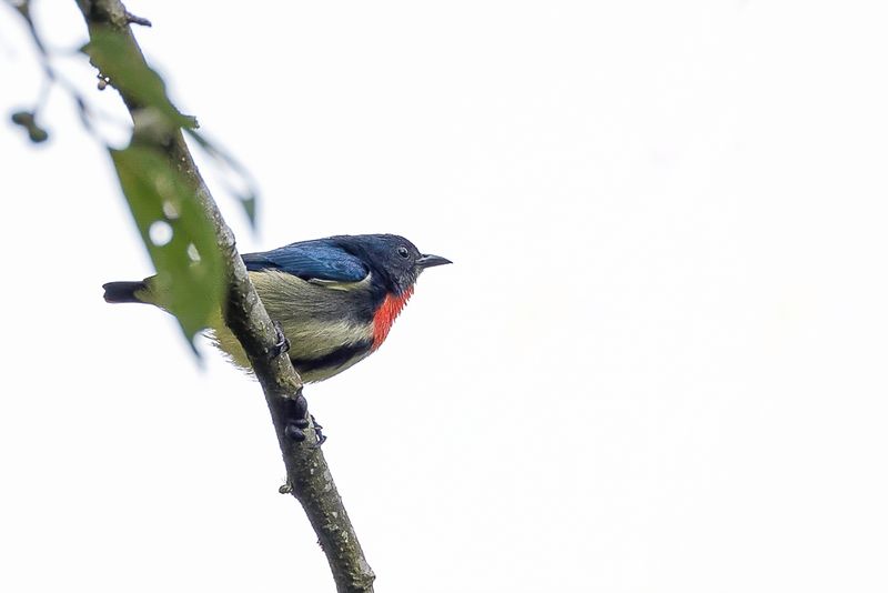 Fire-throated Flowerpecker (m)