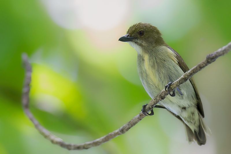 Golden-rumped Flowerpecker