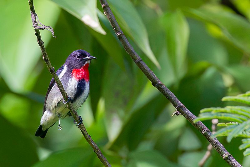 Grey-sided Flowerpecker