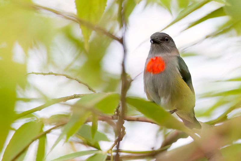 Halmahera Flowerpecker