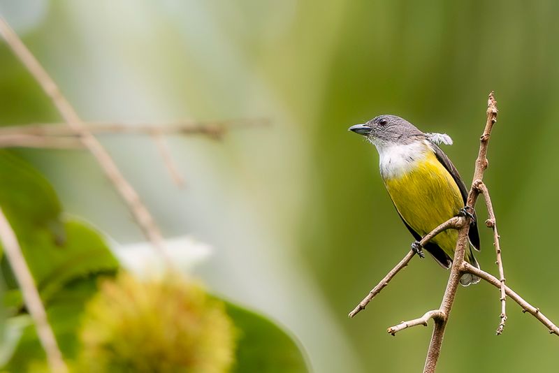 Legge's Flowerpecker (f)