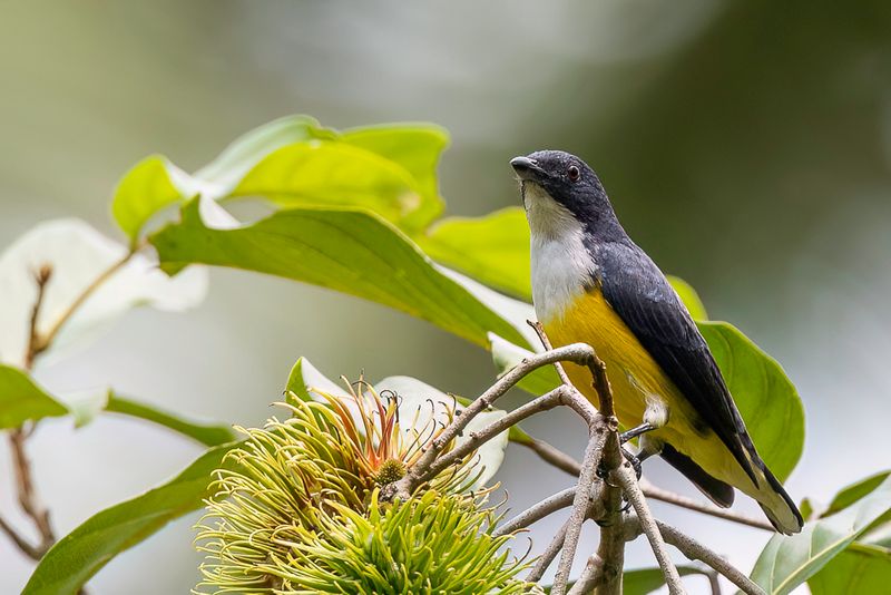 Legge's Flowerpecker (m)