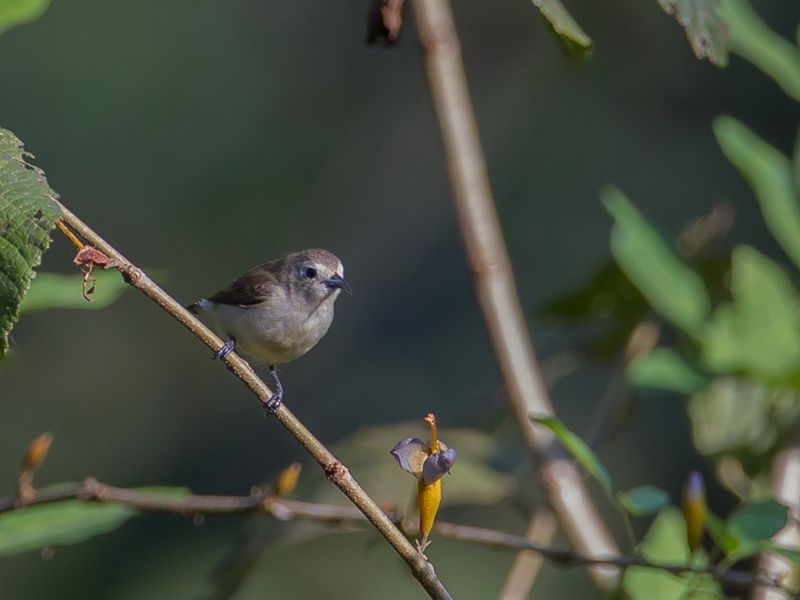 Nilgiri Flowerpecker