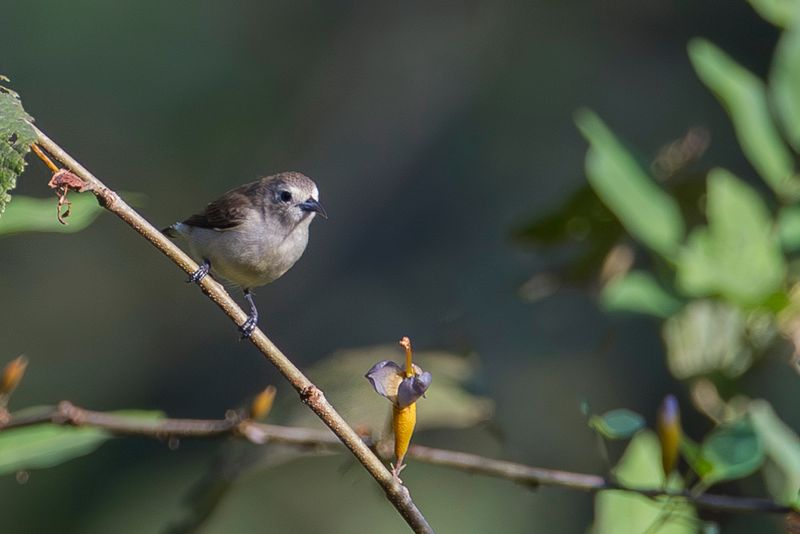 Nilgiri Flowerpecker