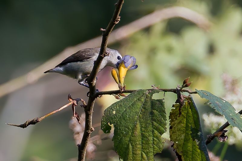 Nilgiri Flowerpecker