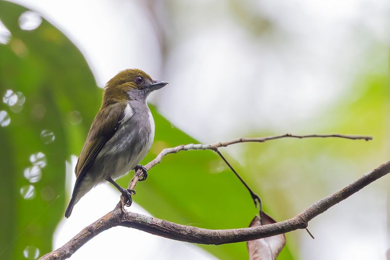 Olive-backed Flowerpecker